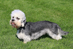 Dandie Dinmont Terrier